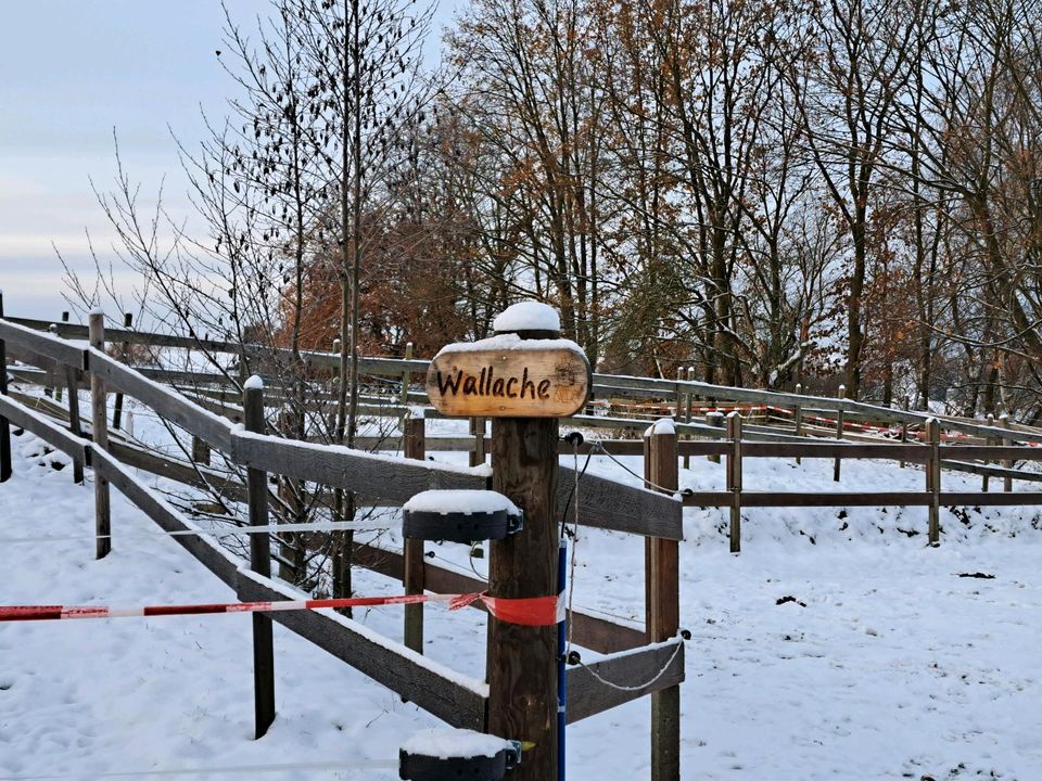 Einstellplatz in Aktivhaltung, Aktivstall, Reha, Urlaubsbetreuung in Seelitz