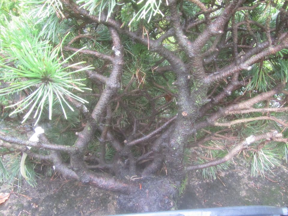 Pinus uncinata 'Grüne Welle, Bonsai Rohware, 70-85 cm, 7-7,5cm Ø in Soltau