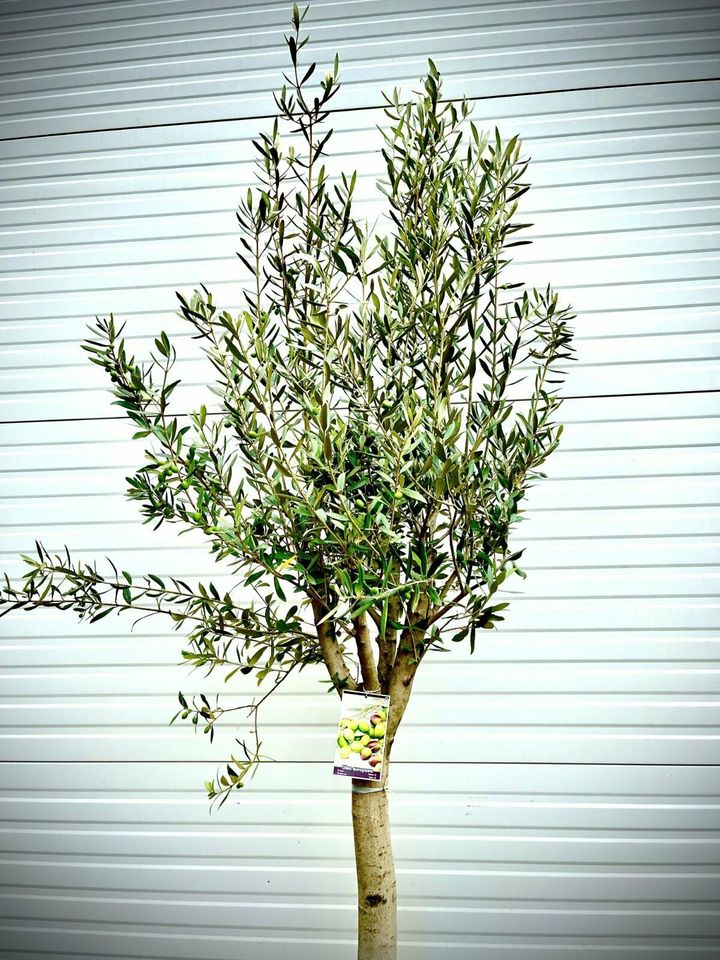 Olivenbaum Olive Winterhart Olea Europaea Höhe 270 cm in Ettenheim