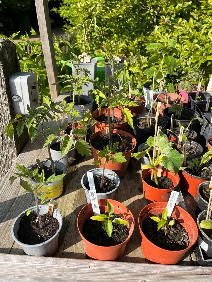 Tomatenpflanzen, Gurken, Paprikapflanzen, Stauden, Kräuter in Sudwalde