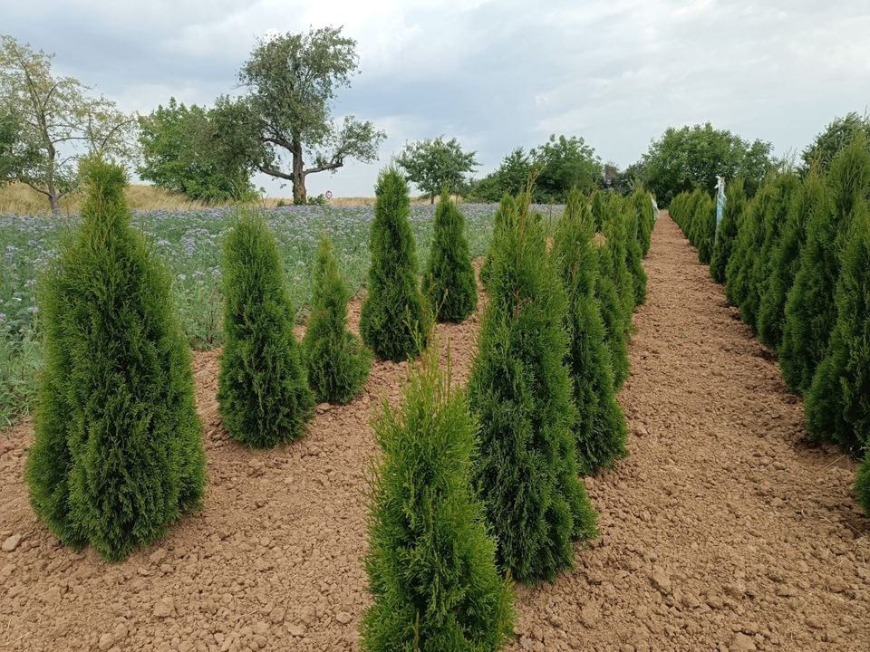 Thuja Smaragd in Hammersbach