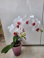 Orchidee Phalaenopsis mit vielen Blüten Nordrhein-Westfalen - Gladbeck Vorschau