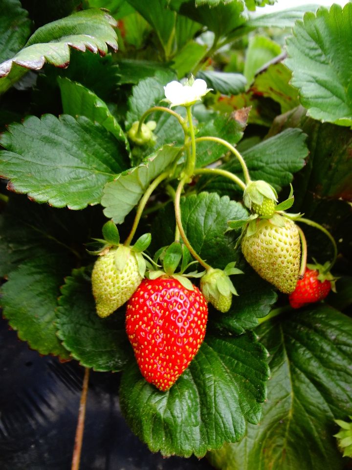 Erdbeere Himbeere Brombeere Johannisbeere Holunder Heidelbeeren in Detmold