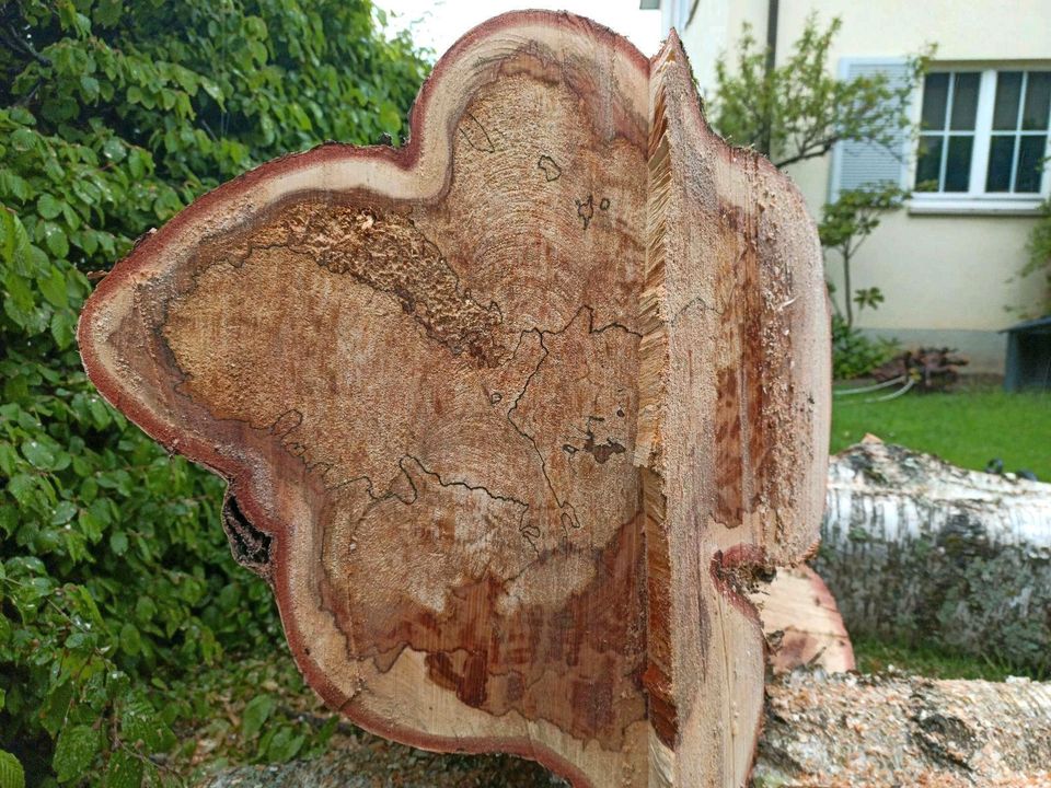 BaumFloh - Baumpflege und Baumfällungen # Baum Fällen & Schneiden in Lenzkirch