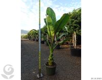 Rote Riesenbanane Ensete ventricosum Maurelli 2-2,5m XXL Stamm Nordrhein-Westfalen - Nordkirchen Vorschau