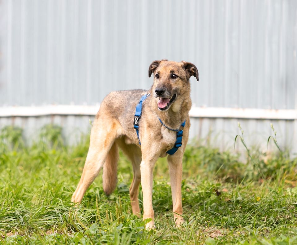 Tierschutz - Rendi sucht ein liebevolles Zuhause ! in Nürnberg (Mittelfr)