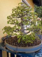 BONSAI-alte japanische Quitte 48 Jahre 66 cm cydonia oblonga Bayern - Baunach Vorschau