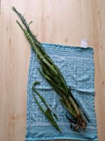 Kaktus zu verschenken Stuttgart - Birkach Vorschau