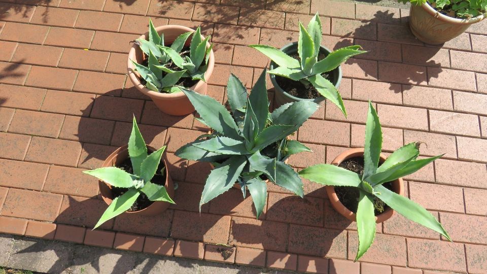 Agave Kaktus mit Topf in Wildeshausen