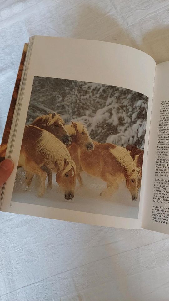 Buch "Haflinger Pferde" (Neuausgabe) in Kulmbach