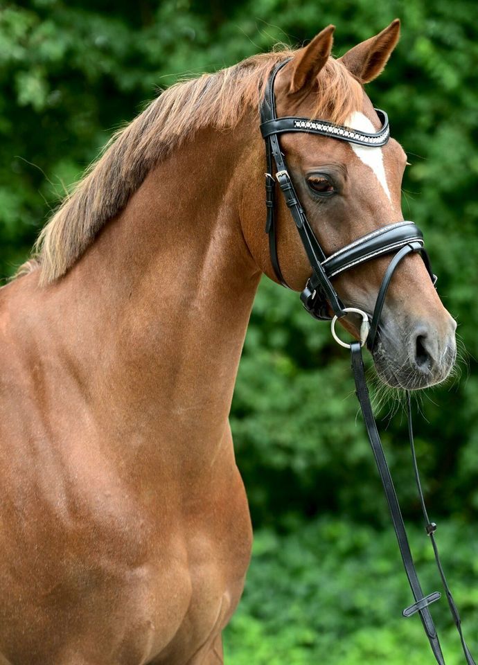 GLITZER TRENSEN shetty, pony, vb/cob, wb/full, kb/extra full €58,95 NEU in Rehburg-Loccum