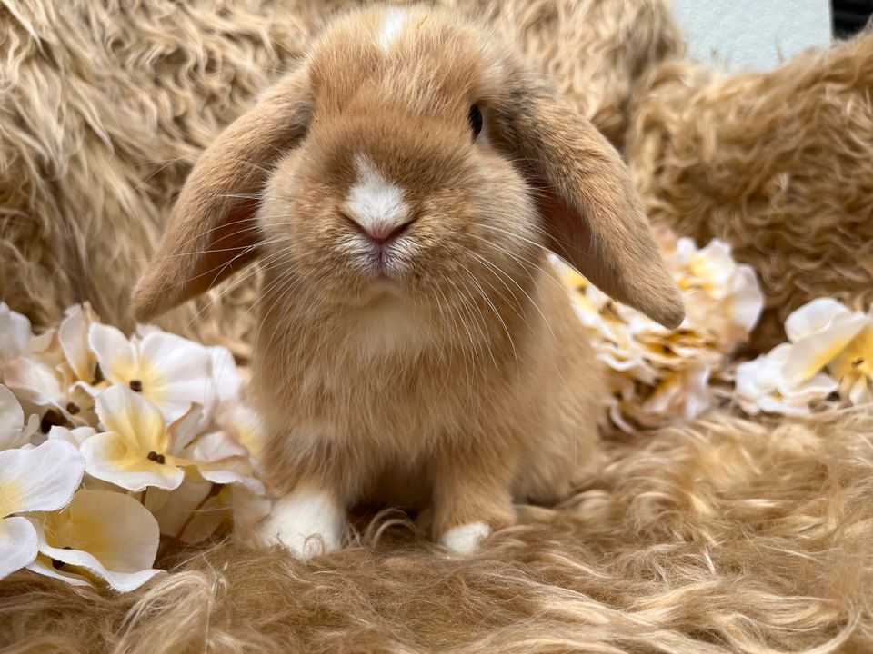 ♥️Abgabebereit! Minilop-Zwergwidder-Zwergkaninchen-Mini Lop♥️ in Waldbüttelbrunn