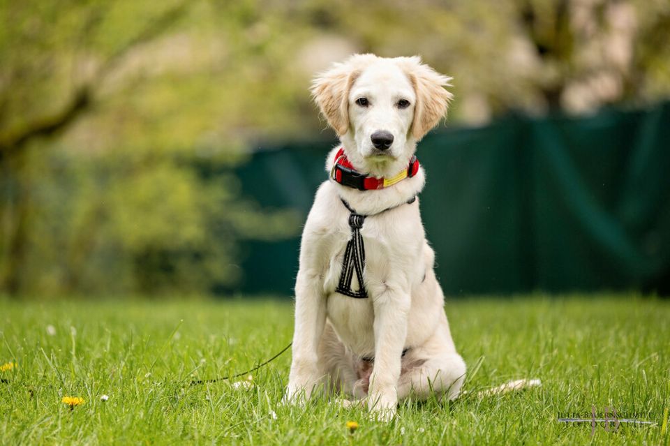 Zeusi, Golden Retriever-Pyrenäen-Berghund-Mix, 4 M., männlich in Lauf a.d. Pegnitz