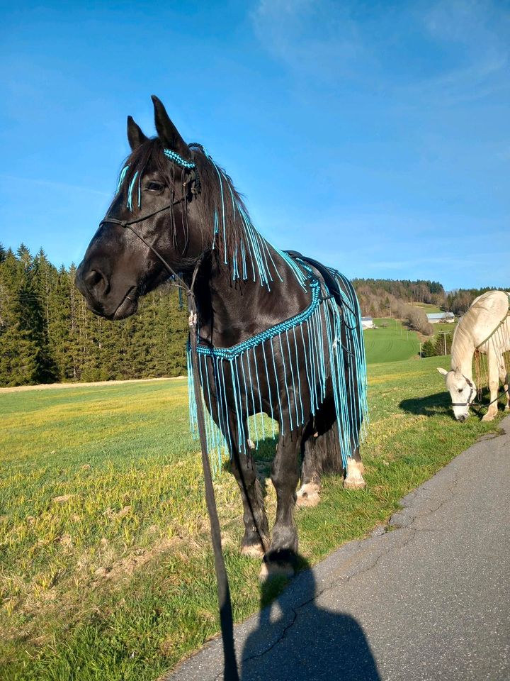 Fliegenausreitedecke bzw Fahrdecke koppeltauglich in Rosenheim