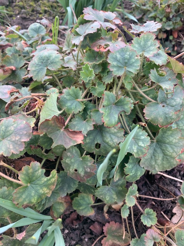 Purpurglöckchen, Heuchera, große Teilstücke in Preußisch Oldendorf