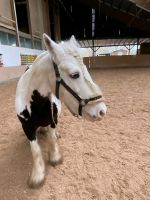 Reitbeteiligung gesucht - Pferd sucht Reiter Baden-Württemberg - Neckarsulm Vorschau