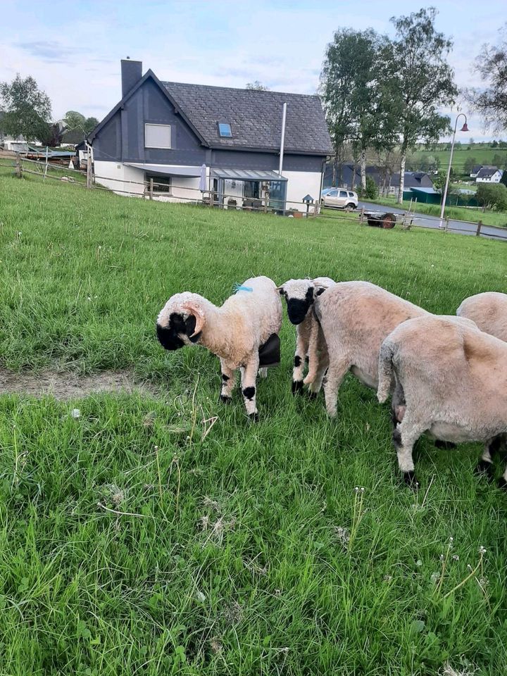 Walliser schwarznasen  Schaf Lamm Bock in Erndtebrück