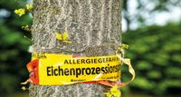 Entfernung EPS Eichenprozessionsspinner, Raupen mechanisch entf. Niedersachsen - Filsum Vorschau