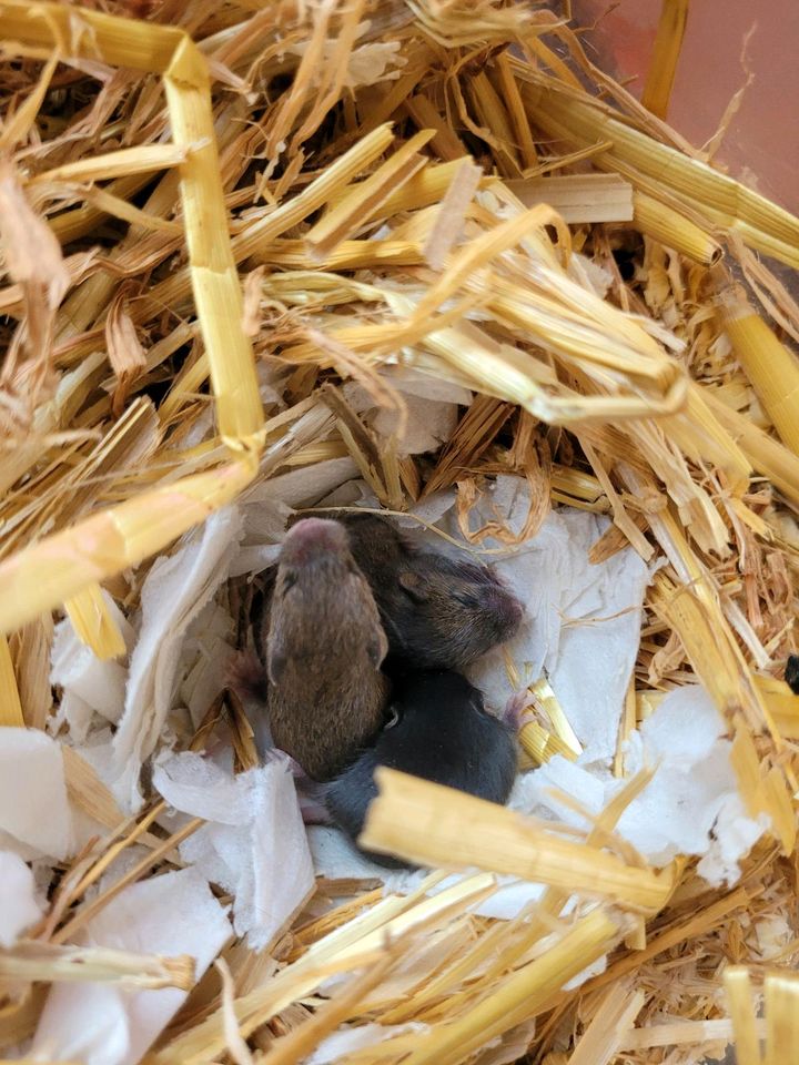 3 süße Baby mäuse in Lübeck
