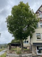 Baum zum selber pflücken   (Reserviert) Hessen - Morschen Vorschau