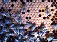 Bienenvölker DNM 11 Waben Ableger aus 2023 Hamburg-Nord - Hamburg Langenhorn Vorschau