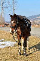 Schicke Ponystute für den gehobenen Freizeitsport Bayern - Unterammergau Vorschau