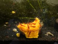 Aquarium Garnelen DNZ Neocaridina Red Fire Baden-Württemberg - Konstanz Vorschau