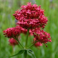 Rote Spornblume (Centranthus ruber) Mecklenburg-Vorpommern - Rosenow Vorschau