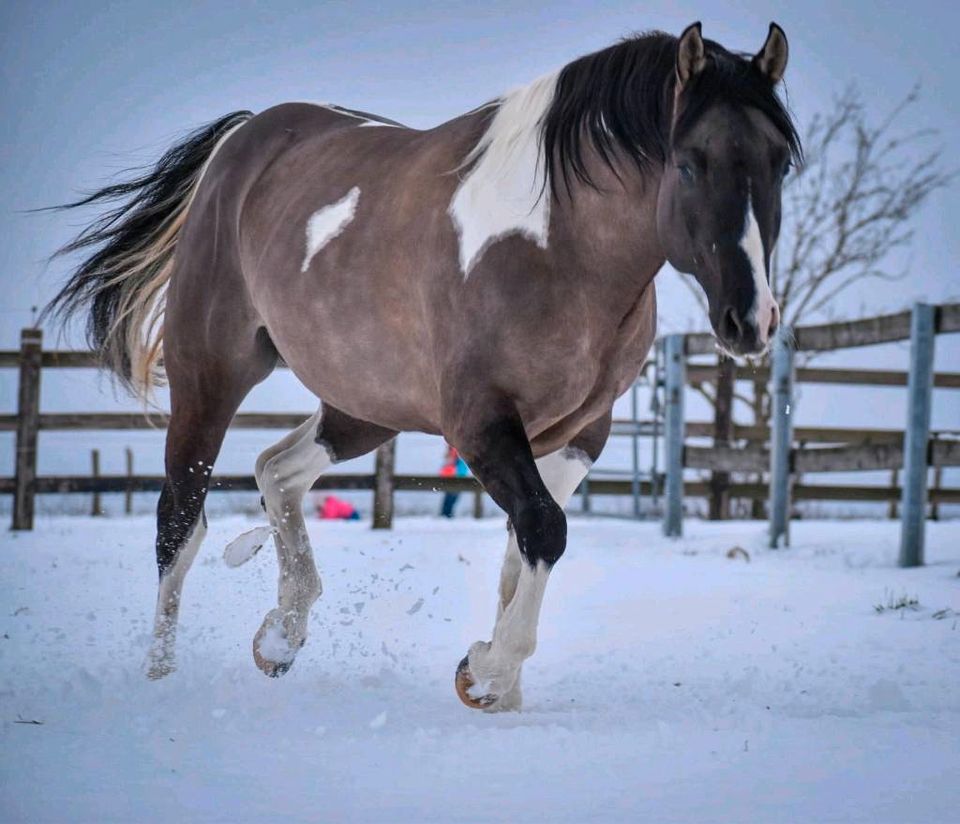 Paint Horse in Saarbrücken