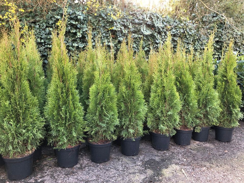Thuja Smaragd Lebensbaum 110-130 cm - Hecke - Zaun - Pflanzen in Obersulm