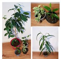 Ficus variegata weiß grün Zimmer Pflanze Ableger Topf 15cm 50cm Leipzig - Leipzig, Zentrum-Ost Vorschau