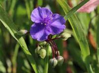 Staude Dreimasterblume lila/blau Niedersachsen - Oldenburg Vorschau