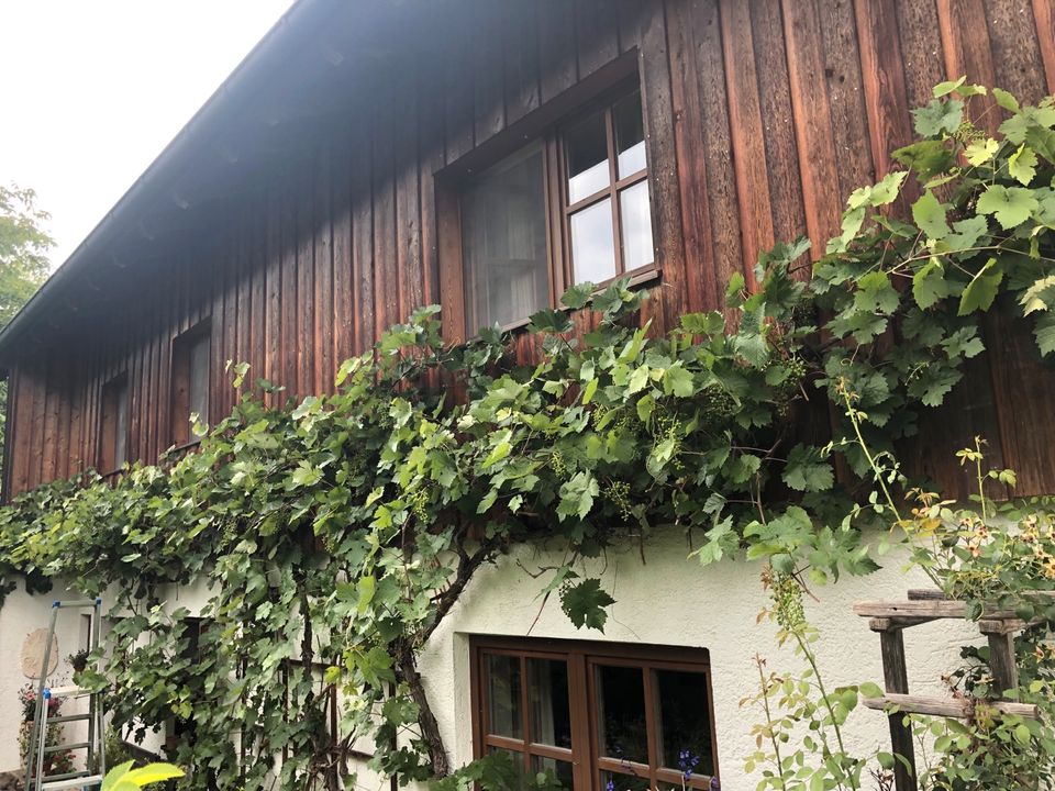 Obstbaum und Baumpflege Obstbaumschnitt Weinschnitt in Zorneding