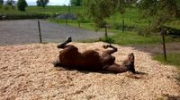 Hackschnitzel für Pferde, Belag Reitplatz, Reithalle, Paddock Baden-Württemberg - Renningen Vorschau