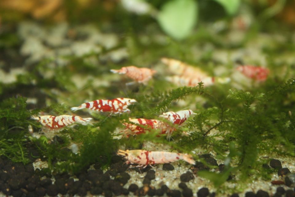 Red Fancy Tiger Caridina Garnelen in Datteln