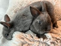 Kaninchen Jungtiere nur noch zwei Niedersachsen - Garbsen Vorschau