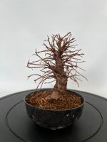 Bonsai japanische Ulme Rheinland-Pfalz - Böhl-Iggelheim Vorschau