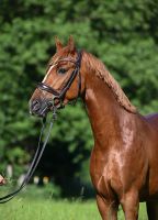 Charmantes Deutsches Reitpony*für Schnellentschlossene VB! Baden-Württemberg - Weilheim an der Teck Vorschau