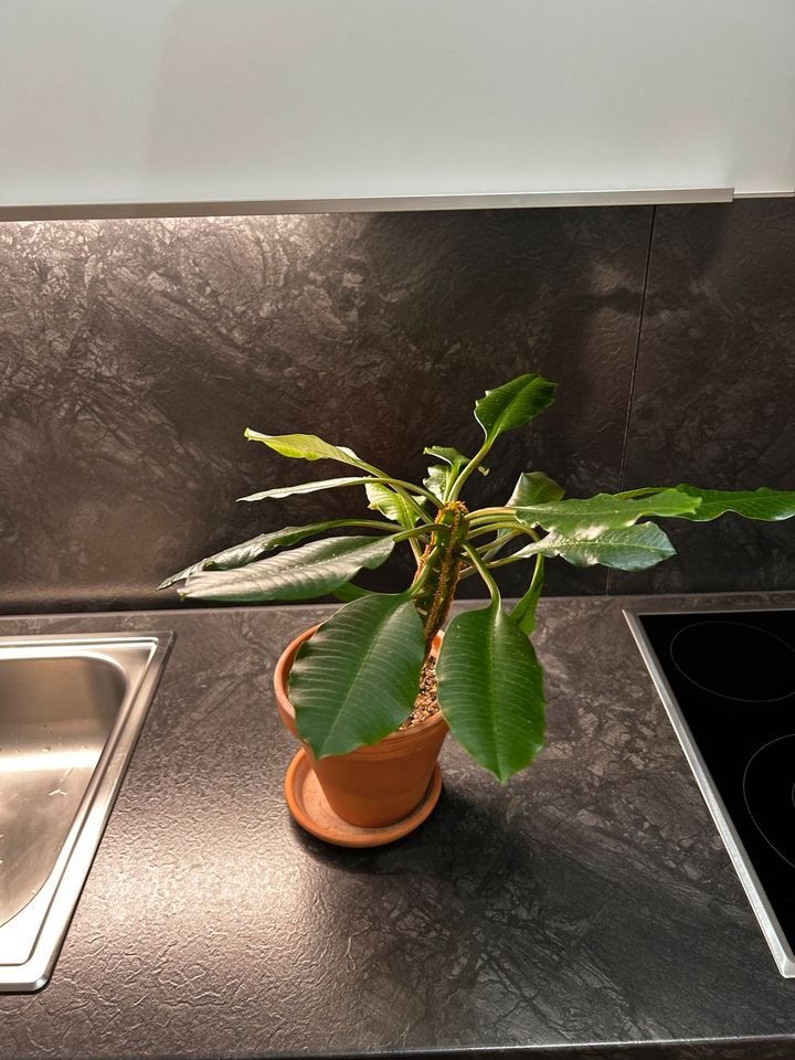 Spuckpalme (euphorbia leuconeura) Zimmerpflanze abzugeben in Moers