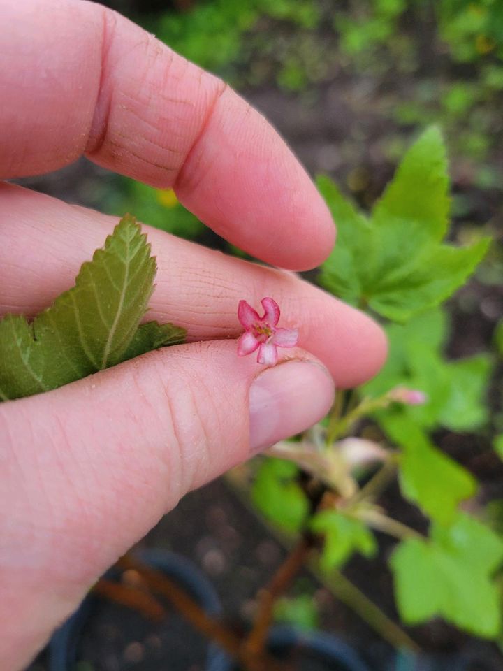 Zierjohannisbeere / Zierstrauch rosa-weiße Blüten in Kiel