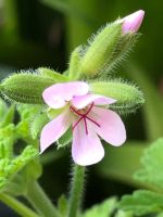 Zitronengeranie, Citronella, Pelargonie Hessen - Kassel Vorschau