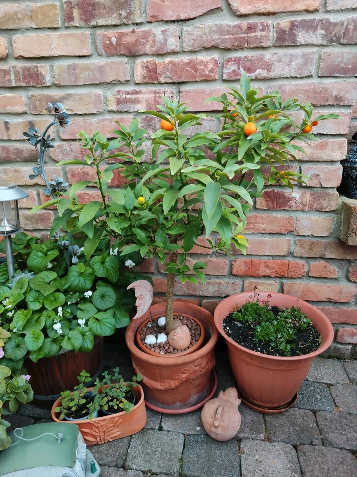 Kumquat Zitruspflanzen Zitronenbäume Mandarinenbäumchen in Volkmarsen