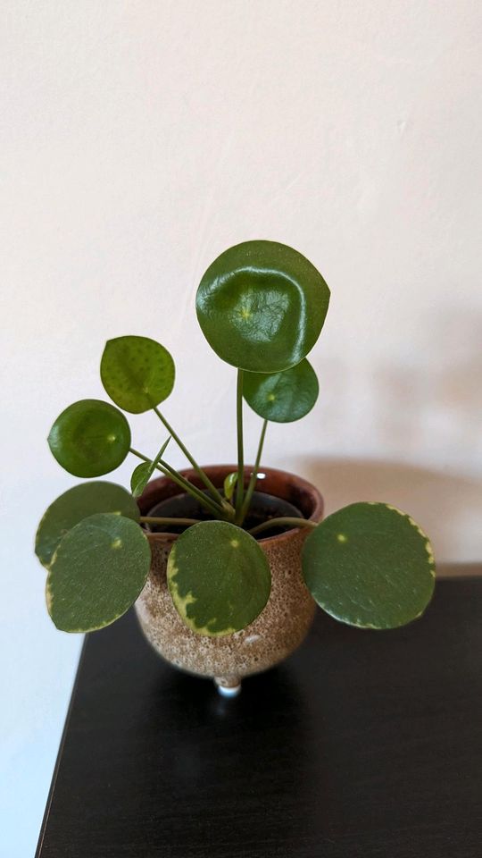 Pilea Ableger in verschiedenen Größen in Landstuhl