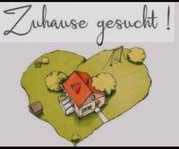 Neues Zuhause gesucht! Nordrhein-Westfalen - Wilnsdorf Vorschau