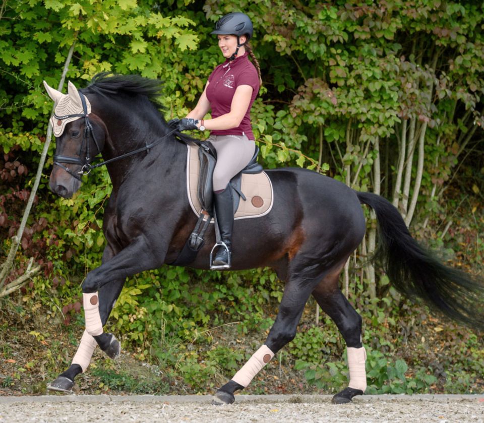 Felix Bühler Timeless Elegance light beige Bandagen Pony 230cm in Essen