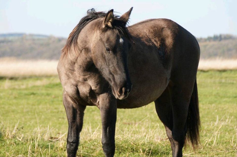 Quarter Horse/ Grullo/geb 2021 in Schmiedehausen