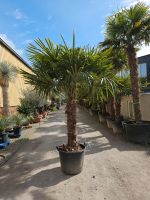 Trachycarpus Fortunei Chinesische Hanfpalme 125/150 Sth Nordrhein-Westfalen - Oer-Erkenschwick Vorschau