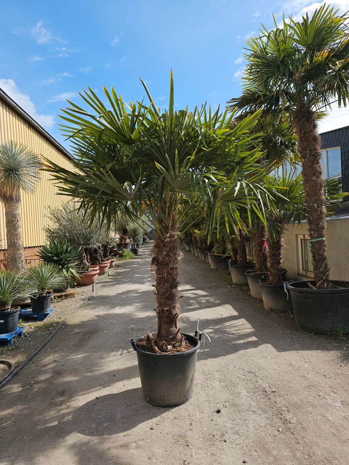 Trachycarpus Fortunei Chinesische Hanfpalme 125/150 Sth in Oer-Erkenschwick