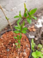 Granatapfelbaum Sachsen-Anhalt - Kemberg Vorschau