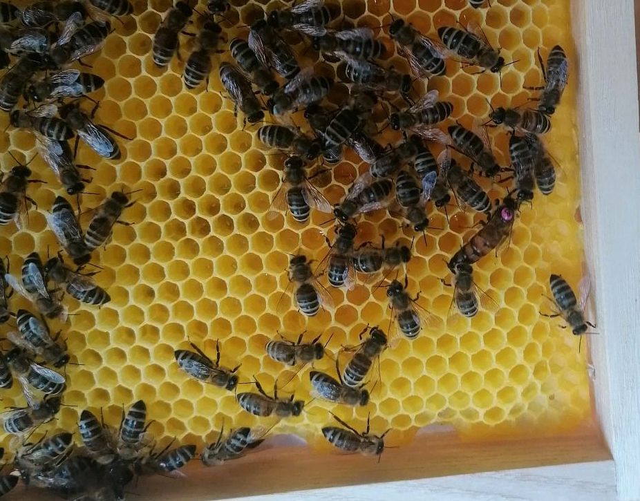 Bienen Carnica in Rehe
